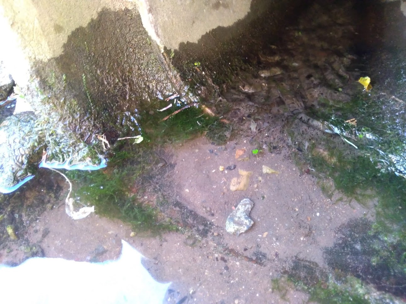 野生のウィローモスを用水路で発見 Aquajp