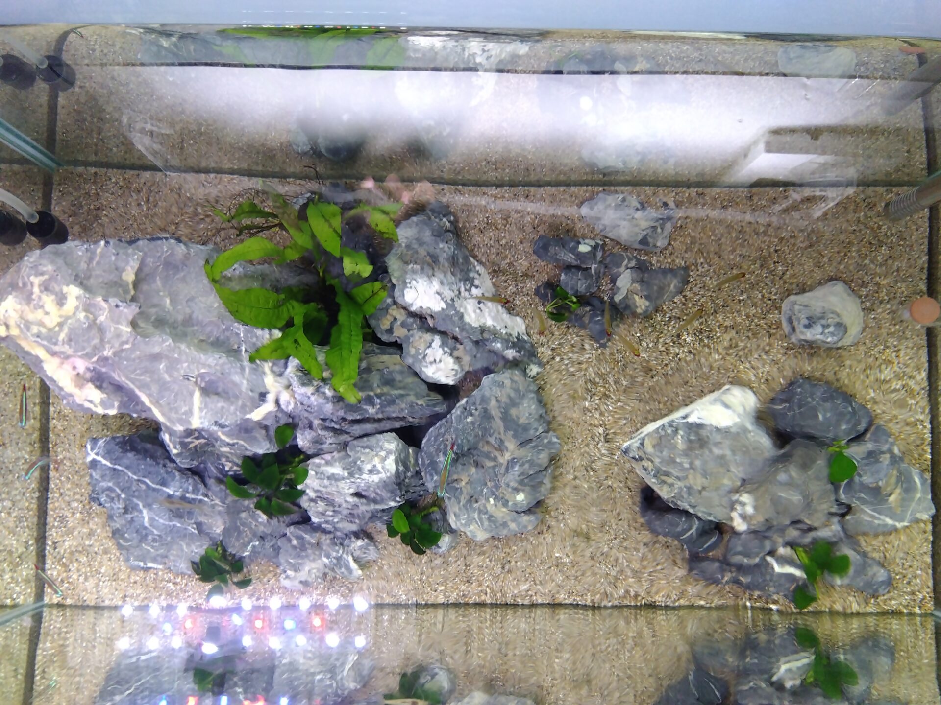 田砂と青華石の60cm水槽レイアウトを真上から見た配置